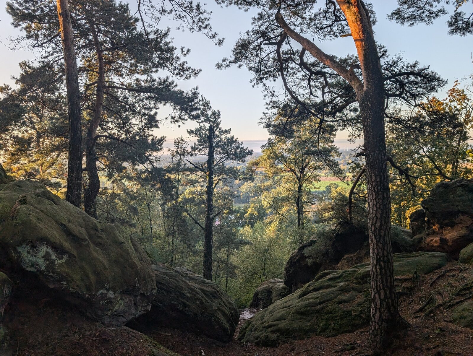 Blick zwischen alten Kiefern und moosbewachsenen Felsen ins M&uuml;nsterland